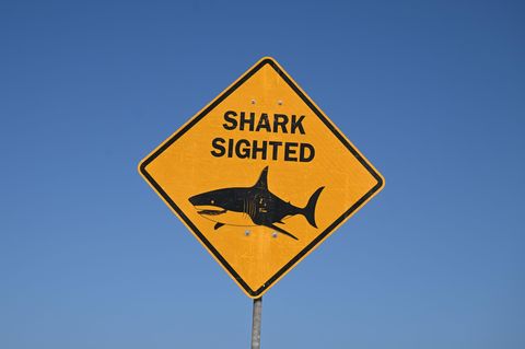Ein gelbes Schild warnt in Australien davor, dass im Wasser ein Hai gesichtet wurde