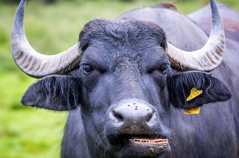 Wasserbüffel sind auch auf Wiesen in MV zu sehen. Foto: Jens Büttner/dpa