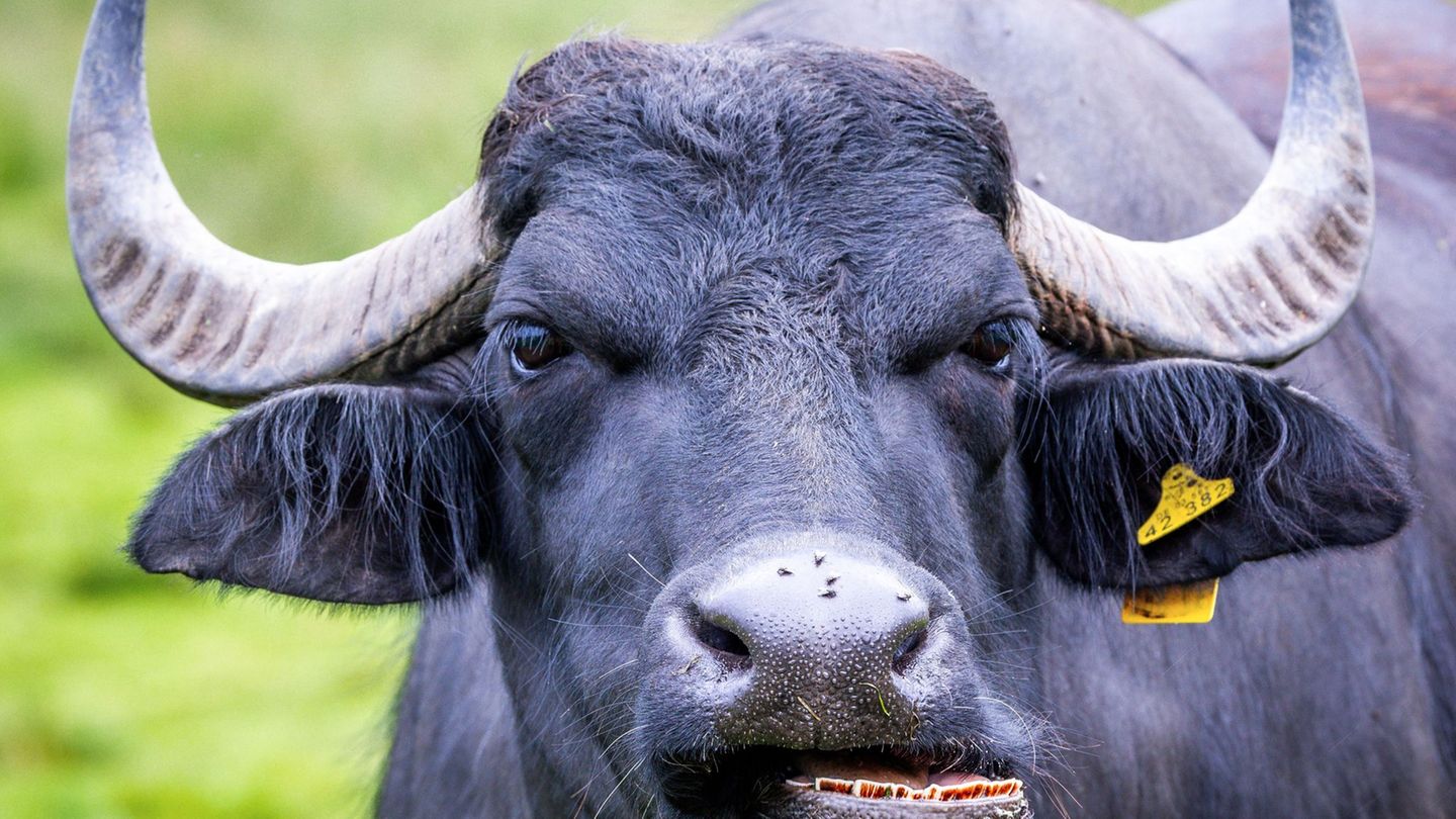 Wasserbüffel sind auch auf Wiesen in MV zu sehen. Foto: Jens Büttner/dpa
