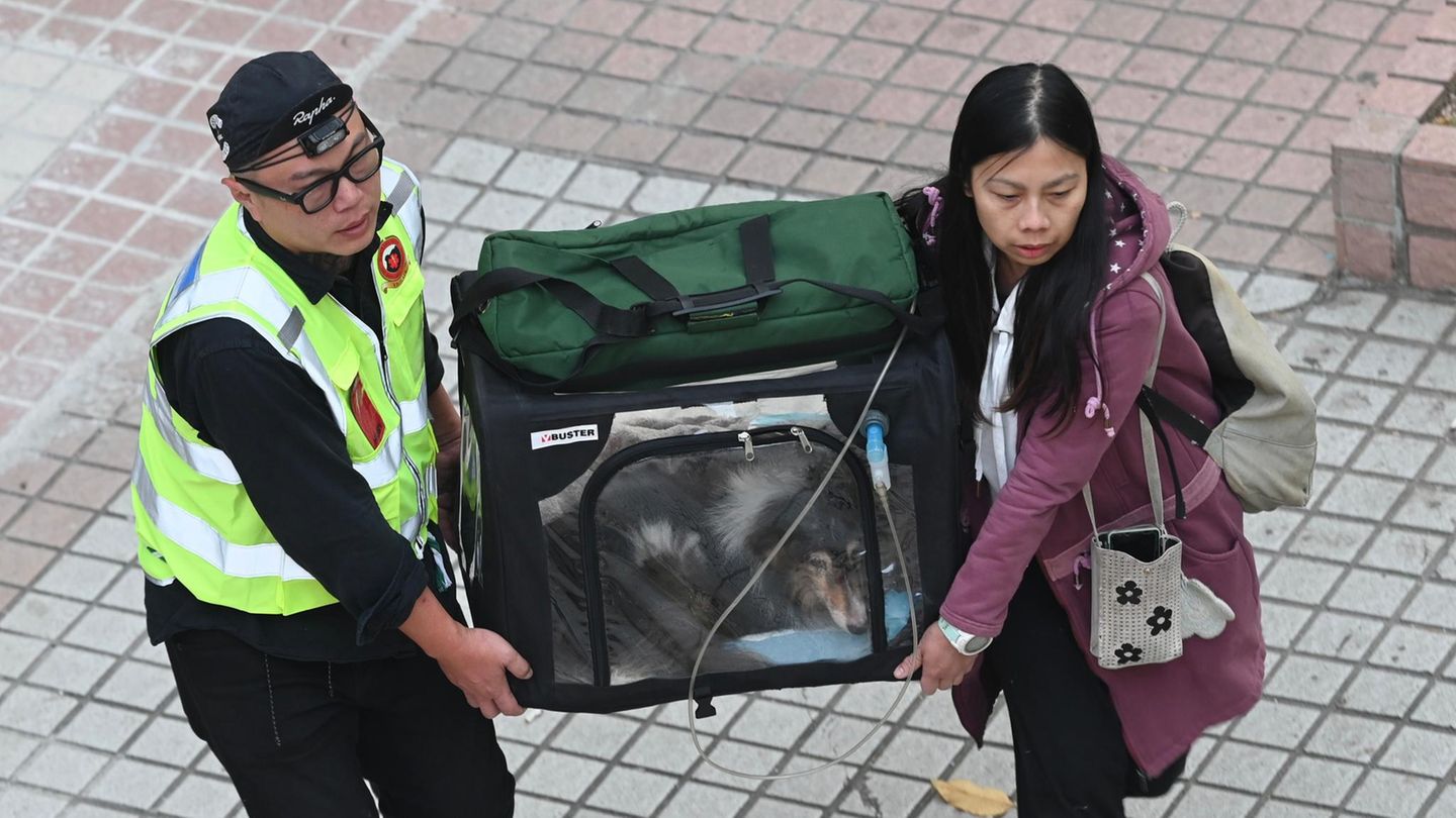 Medienberichten zufolge retteten die Helfer weitere Überlebende aus den Hochhäusern. Die Feuerwehr brachte am Morgen (Ortszeit) zudem mehrere Katzen und Hunde, die überlebt hatten, aus den Gebäuden