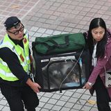 Medienberichten zufolge retten die Helfer weitere Überlebende aus den betroffenen Gebäuden. Die Feuerwehr brachte am Morgen (Ortszeit) zudem mehrere Katzen und Hunde, die überlebt hatten, aus den Gebäuden