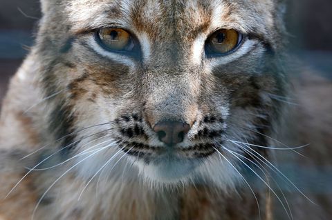 Bei den Thüringen Luchsen ist das zweite Mal in diesem Jahr Nachwuchs festgestellt worden (Archivbild). Foto: Martin Schutt/dpa-