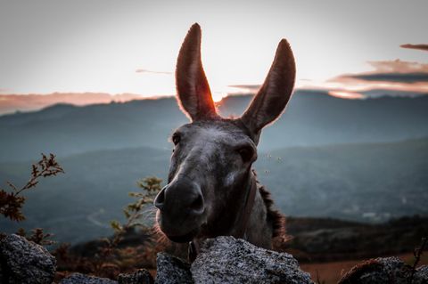 Burro no Parque Nacional Peneda-Gerês, Portugal