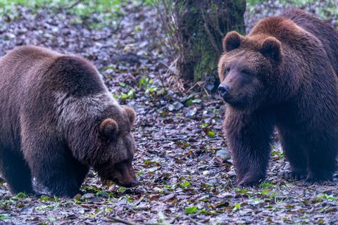 Das Braunbär-Geschwisterpaar Freya (l) und Thor (r) erkundet nach dem Umzug aus der Ukraine sein neues Außengehege im Bärenwald