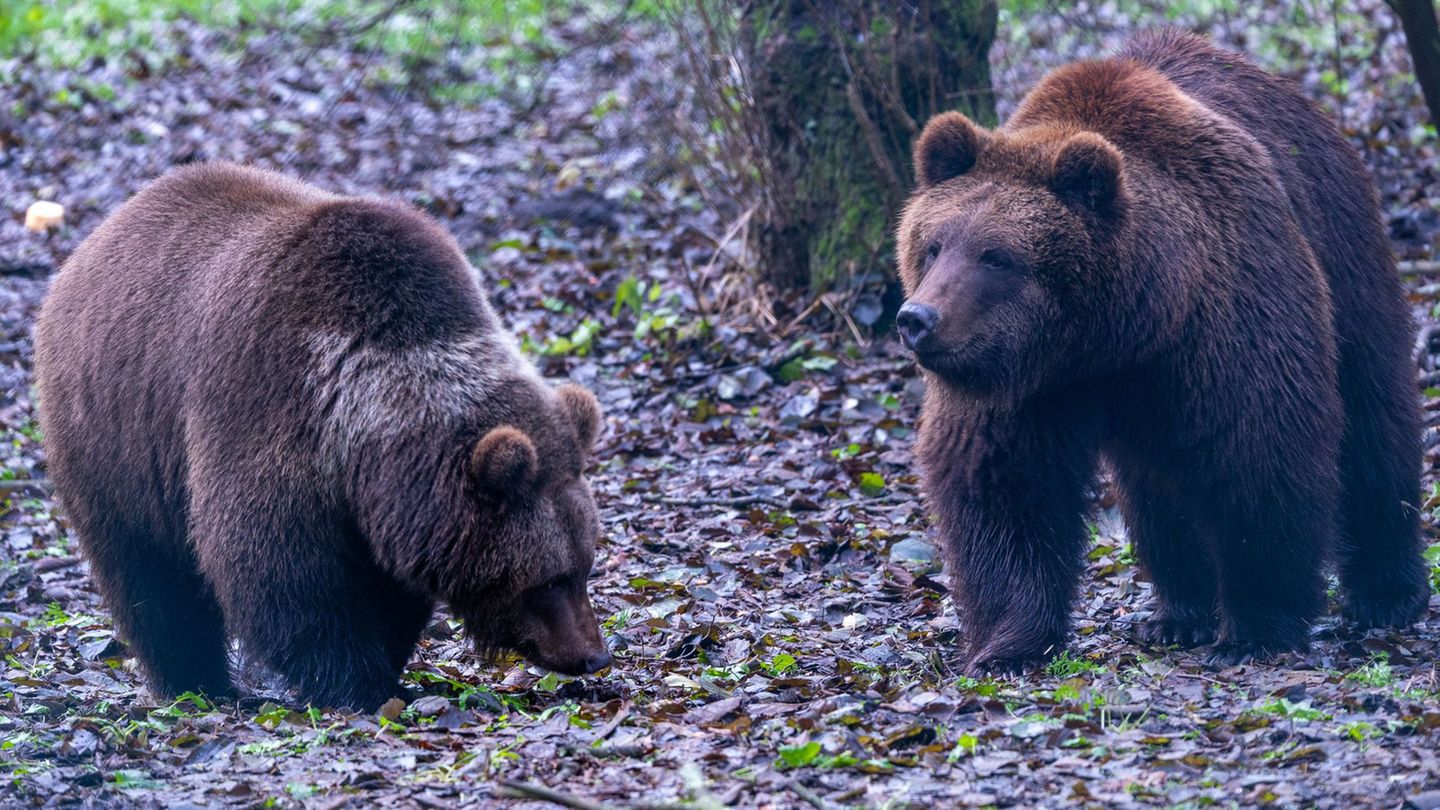 Das Braunbär-Geschwisterpaar Freya (l) und Thor (r) erkundet nach dem Umzug aus der Ukraine sein neues Außengehege im Bärenwald