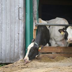 Immer wieder kommt es in Bayern zu Tierschutzskandalen. Dies hat im Laufe der Zeit zu wachsenden Zweifeln am bayerischen Kontrol
