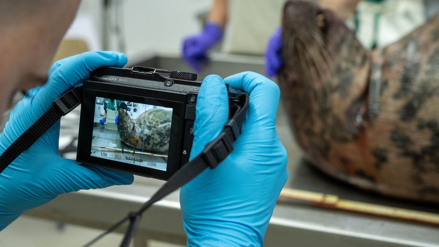 Das Robbensterben im vergangenen Herbst gibt weiter Rätsel auf. (Archivbild) Foto: Stefan Sauer/dpa