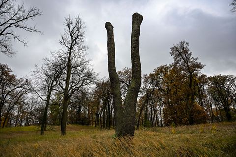 Im Park Babelsberg sind viele Bäume geschädigt. (Archivbild) Foto: Jens Kalaene/dpa
