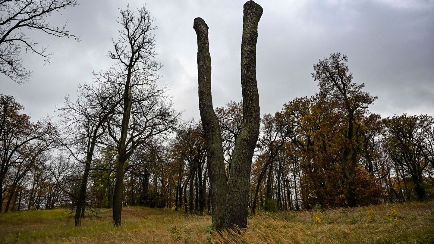 Im Park Babelsberg sind viele Bäume geschädigt. (Archivbild) Foto: Jens Kalaene/dpa