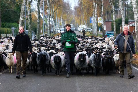 Fast 700 Schafe sind am Donnerstag von Lübeck in ihr Winterquartier nach Mecklenburg-Vorpommern gebracht worden. Foto: Marcus Go