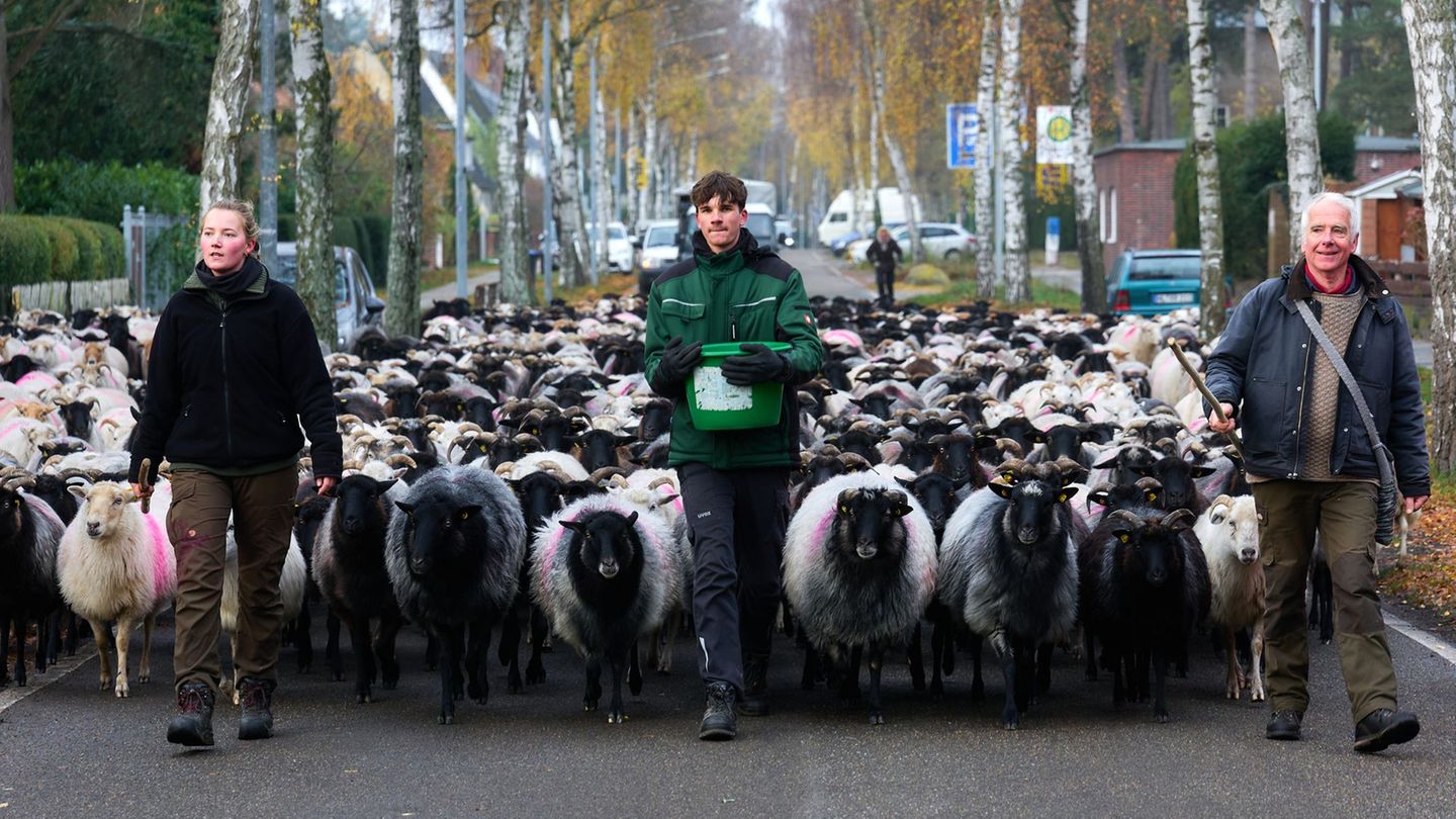 Fast 700 Schafe sind am Donnerstag von Lübeck in ihr Winterquartier nach Mecklenburg-Vorpommern gebracht worden. Foto: Marcus Go
