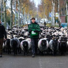 Fast 700 Schafe sind am Donnerstag von Lübeck in ihr Winterquartier nach Mecklenburg-Vorpommern gebracht worden. Foto: Marcus Go