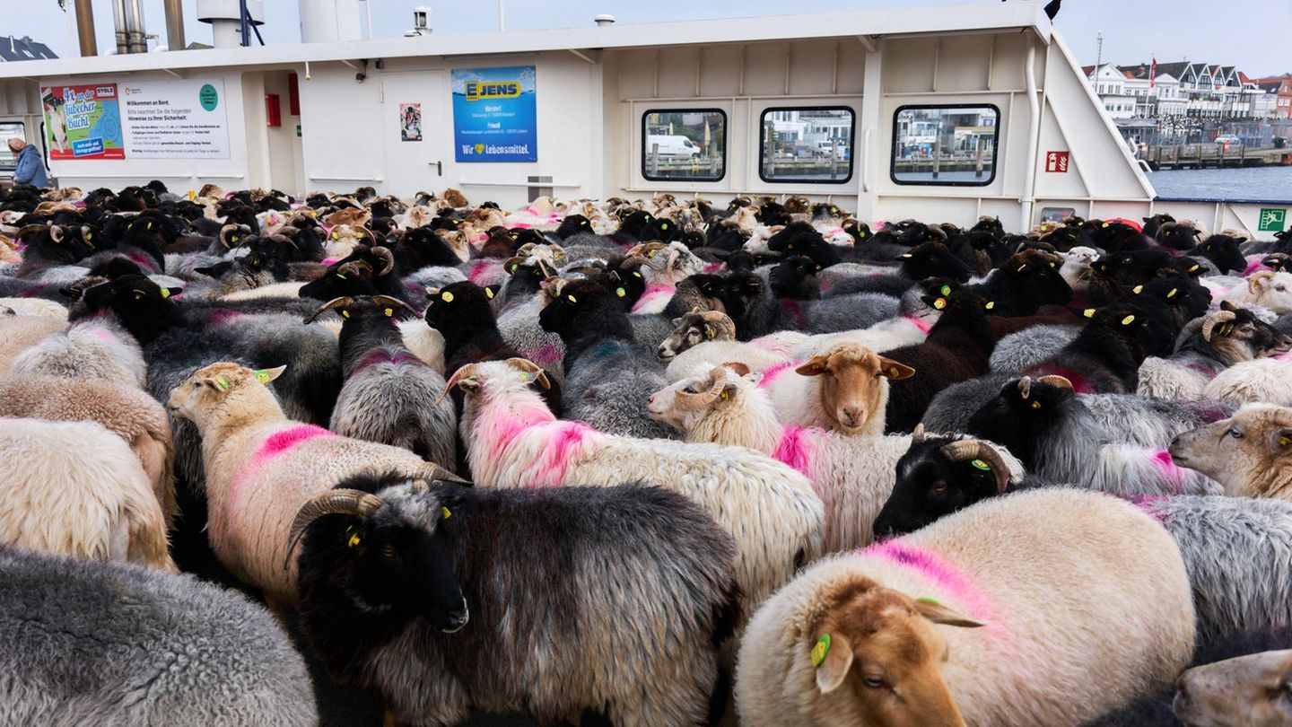 Lübeck:  640 Schafe werden mit einer Fähre in ihr Winterquartier gebracht