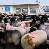 Lübeck:  640 Schafe werden mit einer Fähre in ihr Winterquartier gebracht