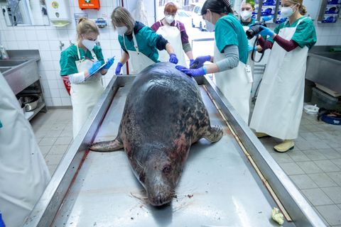 Vor der Küste Rügens wurden mehr als 40 tote Robben entdeckt. (Archivbild) Foto: Stefan Sauer/dpa