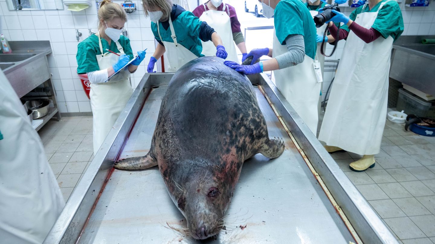 Vor der Küste Rügens wurden mehr als 40 tote Robben entdeckt. (Archivbild) Foto: Stefan Sauer/dpa