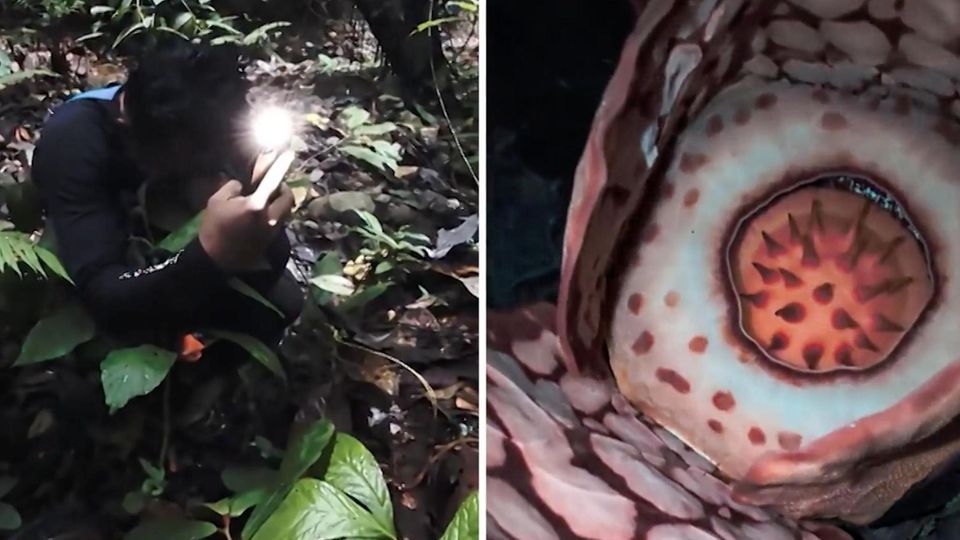 Forscher findet extrem seltene "Leichenblume" – und weint vor Glück