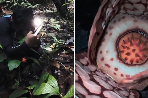 Forscher findet extrem seltene "Leichenblume" – und weint vor Glück