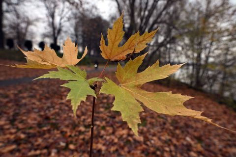 Der Deutsche Wetterdienst gibt an diesem Freitag seine Bilanz für den Herbst bekannt. (Symbolbild) Foto: Federico Gambarini/dpa