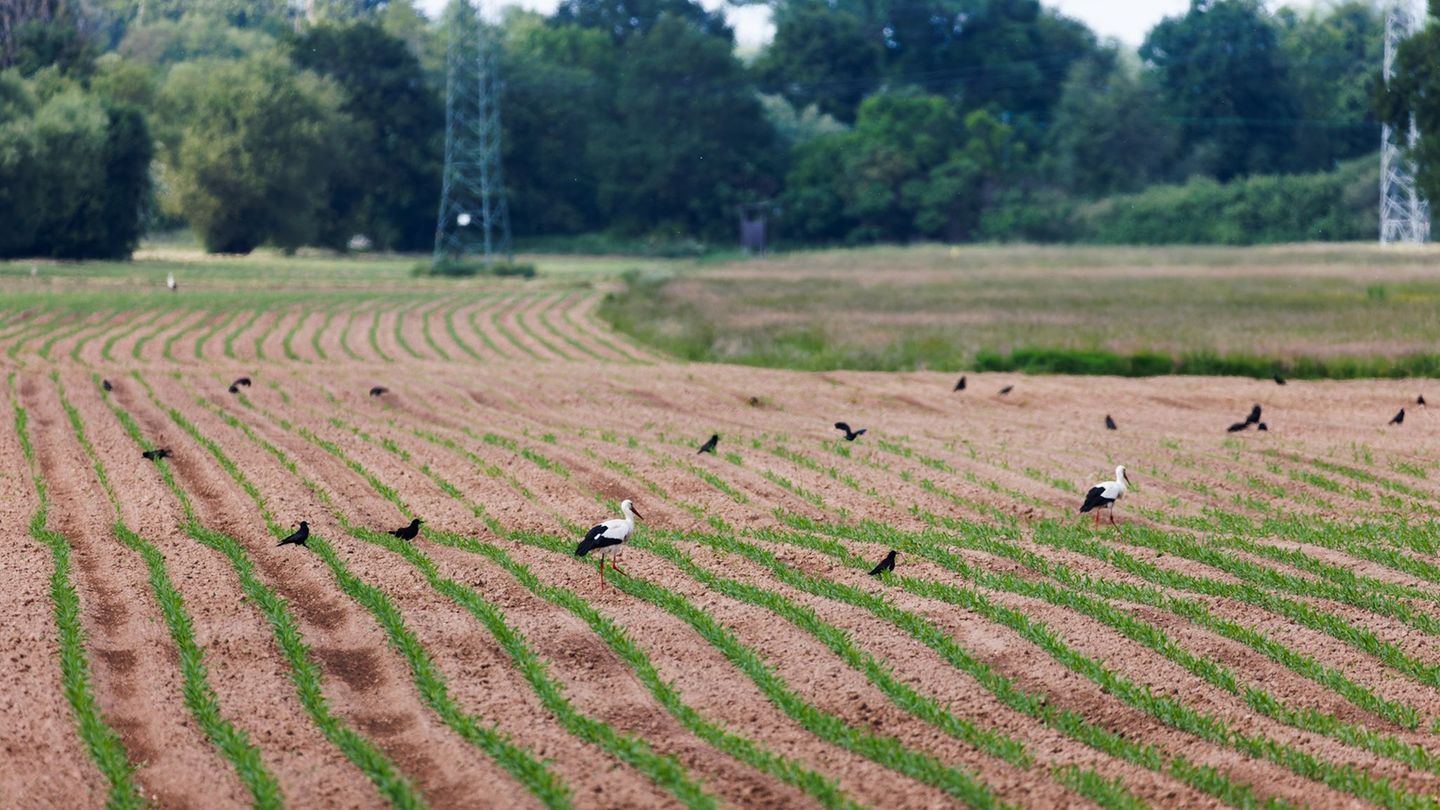 Hauk will Wolf und Biber ins Jagdrecht aufnehmen. (Archivbild) Foto: Philipp von Ditfurth/dpa