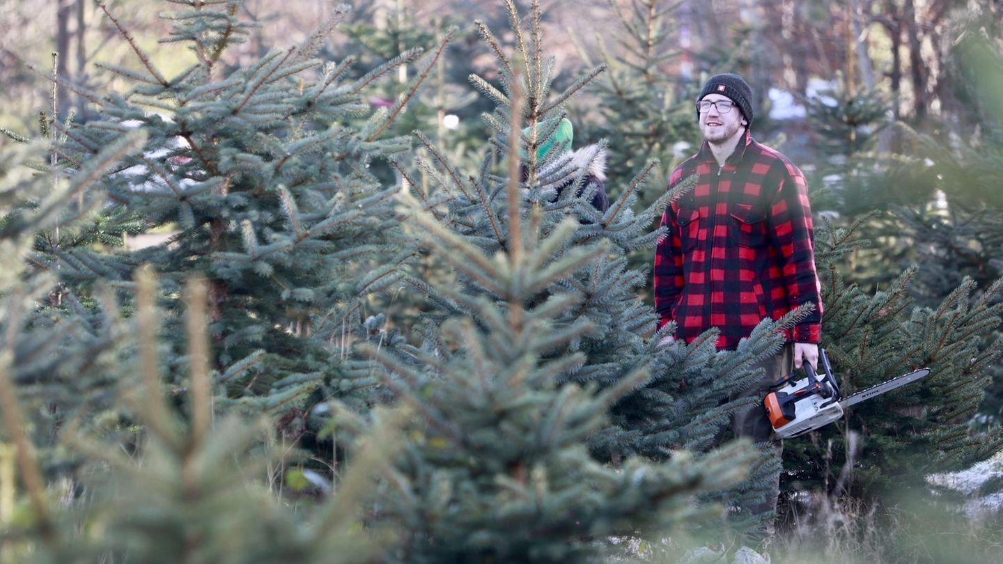 Vor allem bei Familien oder als Event mit Freunden liegt das Weihnachtsbaumschlagen im Trend. (Archivbild) Foto: Matthias Bein/d