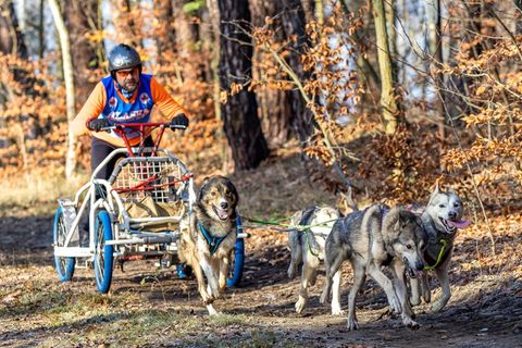 In der Lausitz begann die Schlittenhunde-Saison am vergangenen Wochenende. Bei Beelitz folgt jetzt ein Wettbewerb der schnellen