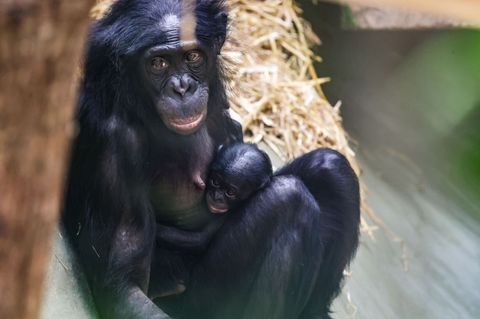 Das Bonobo-Mädchen Milumbe wurde im März im Kölner Zoo geboren. (Archivbild) Foto: Oliver Berg/dpa