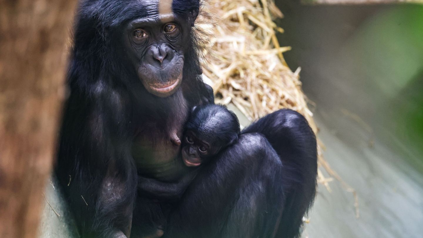 Das Bonobo-Mädchen Milumbe wurde im März im Kölner Zoo geboren. (Archivbild) Foto: Oliver Berg/dpa