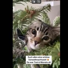 Katzen an Weihnachten im Baum