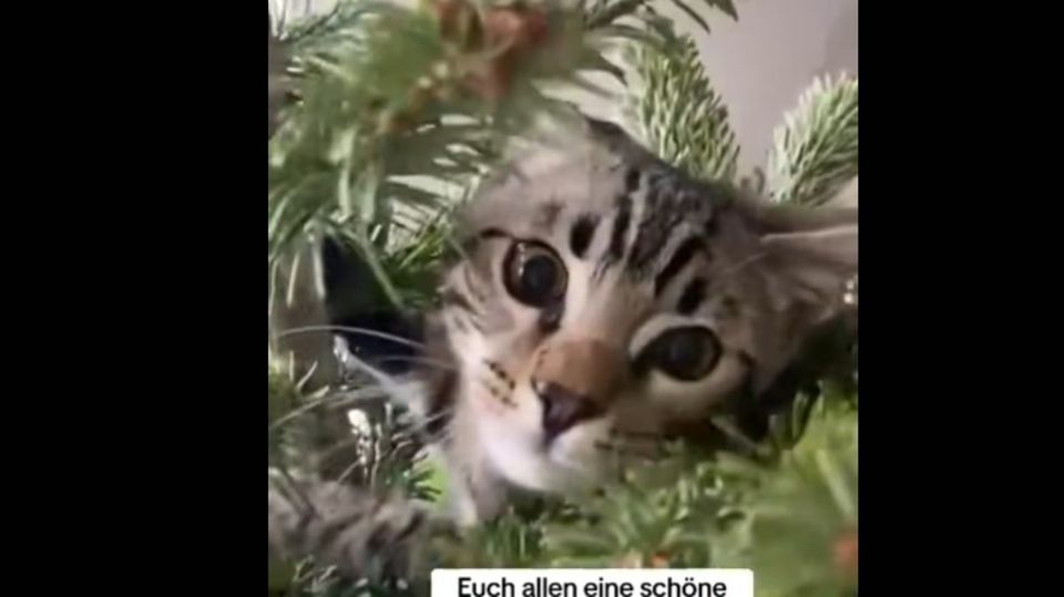 Katzen an Weihnachten im Baum