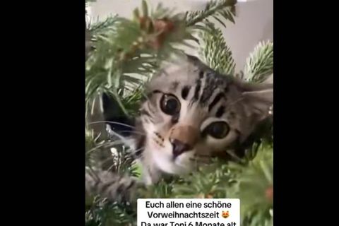 Katzen an Weihnachten im Baum