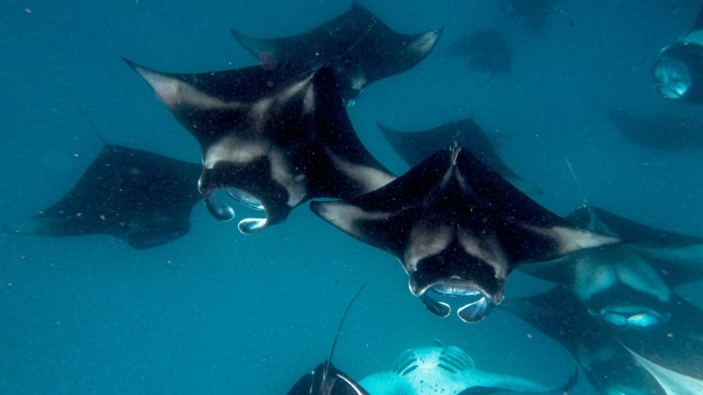 Mantarochen werden künftig besser geschützt