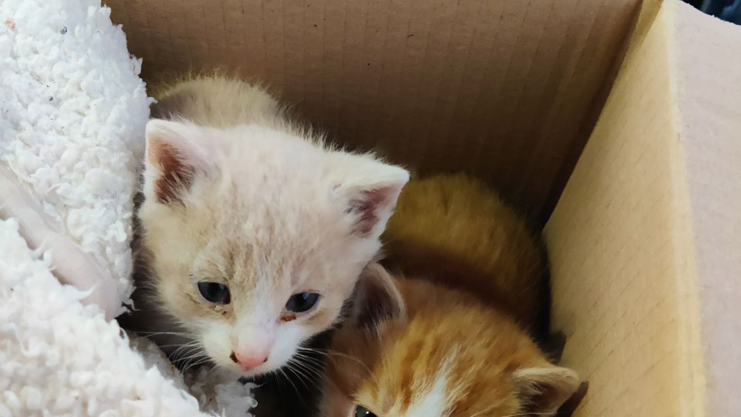 Die beiden Kätzchen haben jetzt ein neues Zuhause. Foto: -/Polizeiinspektion Trostberg/dpa