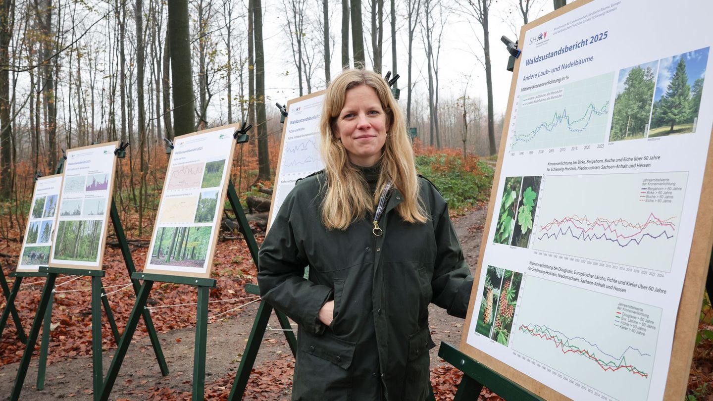 Wissenschaft im Wald: Der Zustand der Bäume hat sich über das Jahr leicht verbessert. Foto: Christian Charisius/dpa