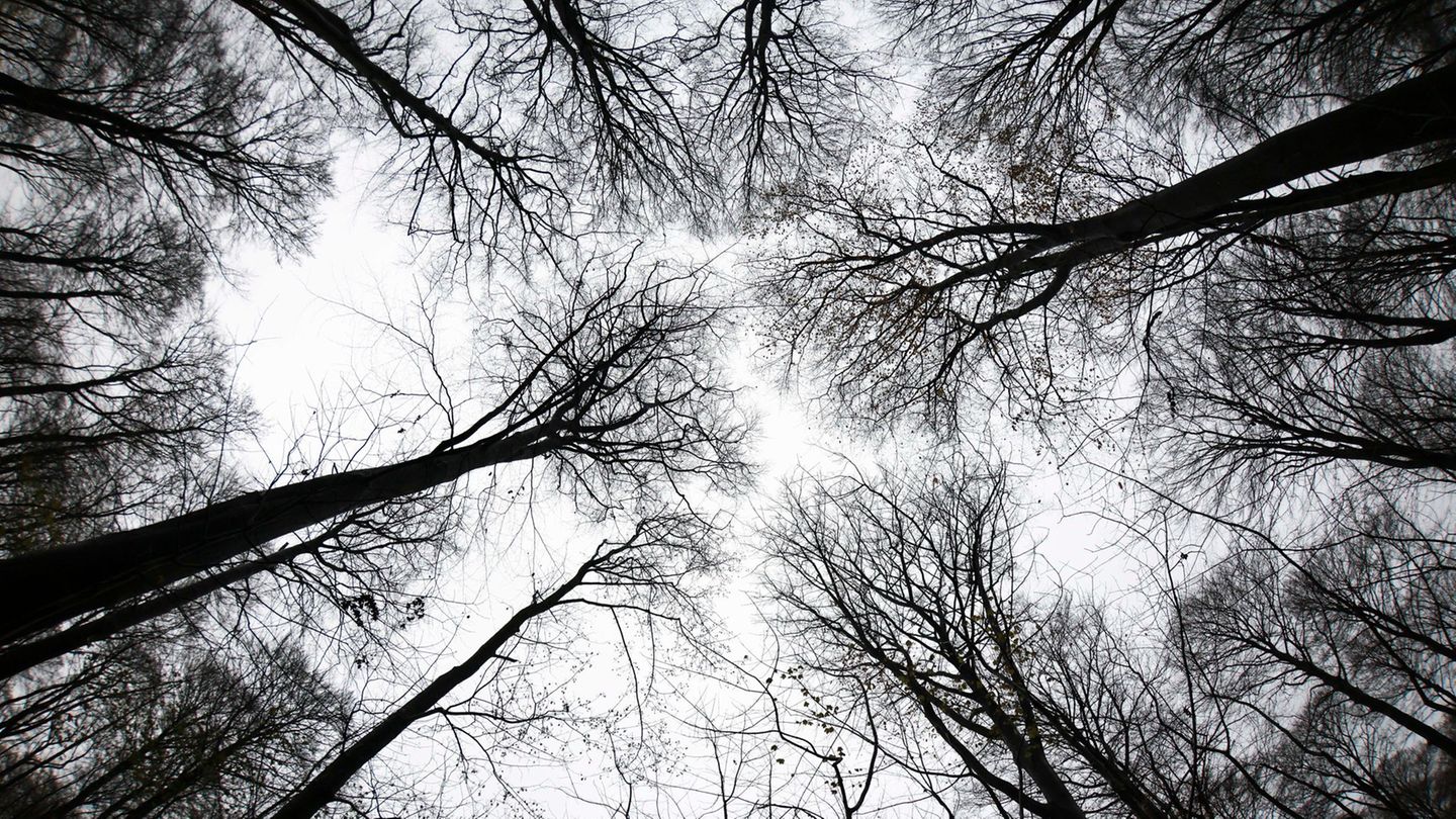 Wald in Schleswig-Holstein: Wald im Norden leicht erholt - Probleme bleiben