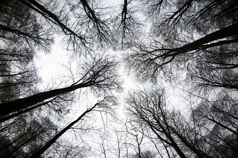 Im Moment geht es dem Wald im Norden etwas besser. Doch die Zukunft birgt Risiken. Foto: Christian Charisius/dpa