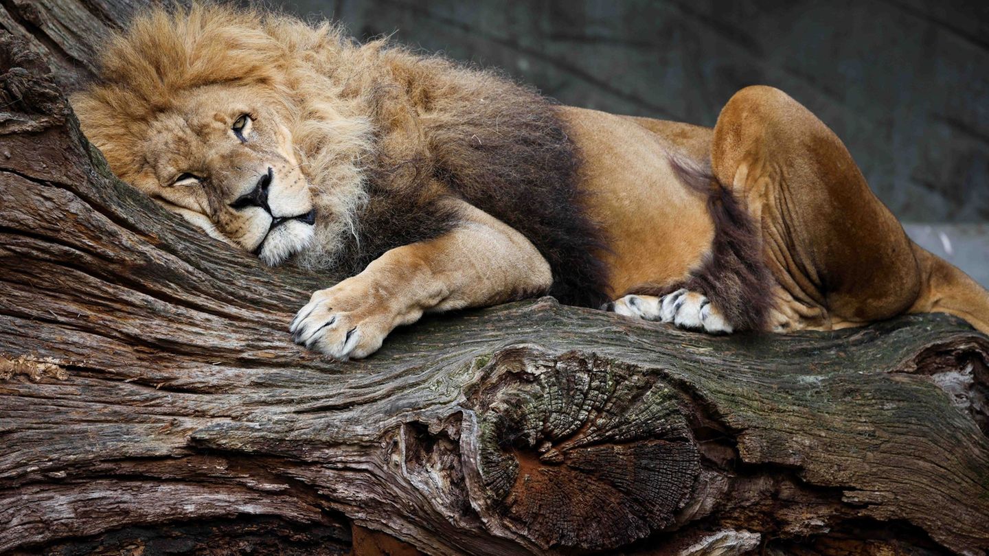 Nur drei Monate nach dem Tod von Löwendame Tembesi wurde nun auch ihr Sohn Nawiri eingeschläfert. (Archivfoto) Foto: Christian C