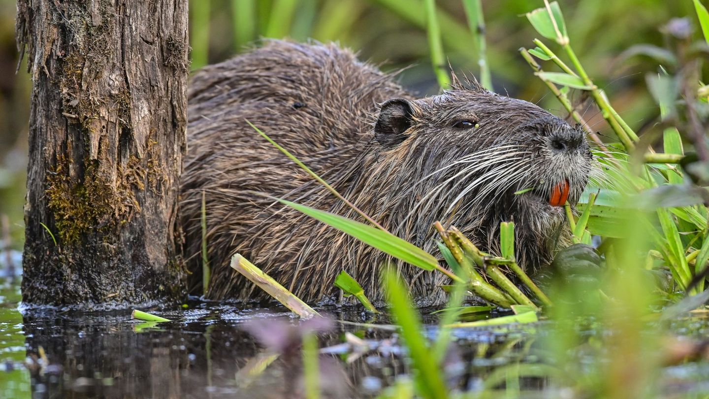 Schäden in Grünanlagen: Nutria-Jagdgebiet in Hamburg ausgeweitet - Prämie verdoppelt