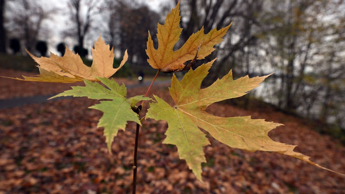 Der Deutsche Wetterdienst gibt seine Bilanz für den Herbst bekannt. (Symbolbild) Foto: Federico Gambarini/dpa