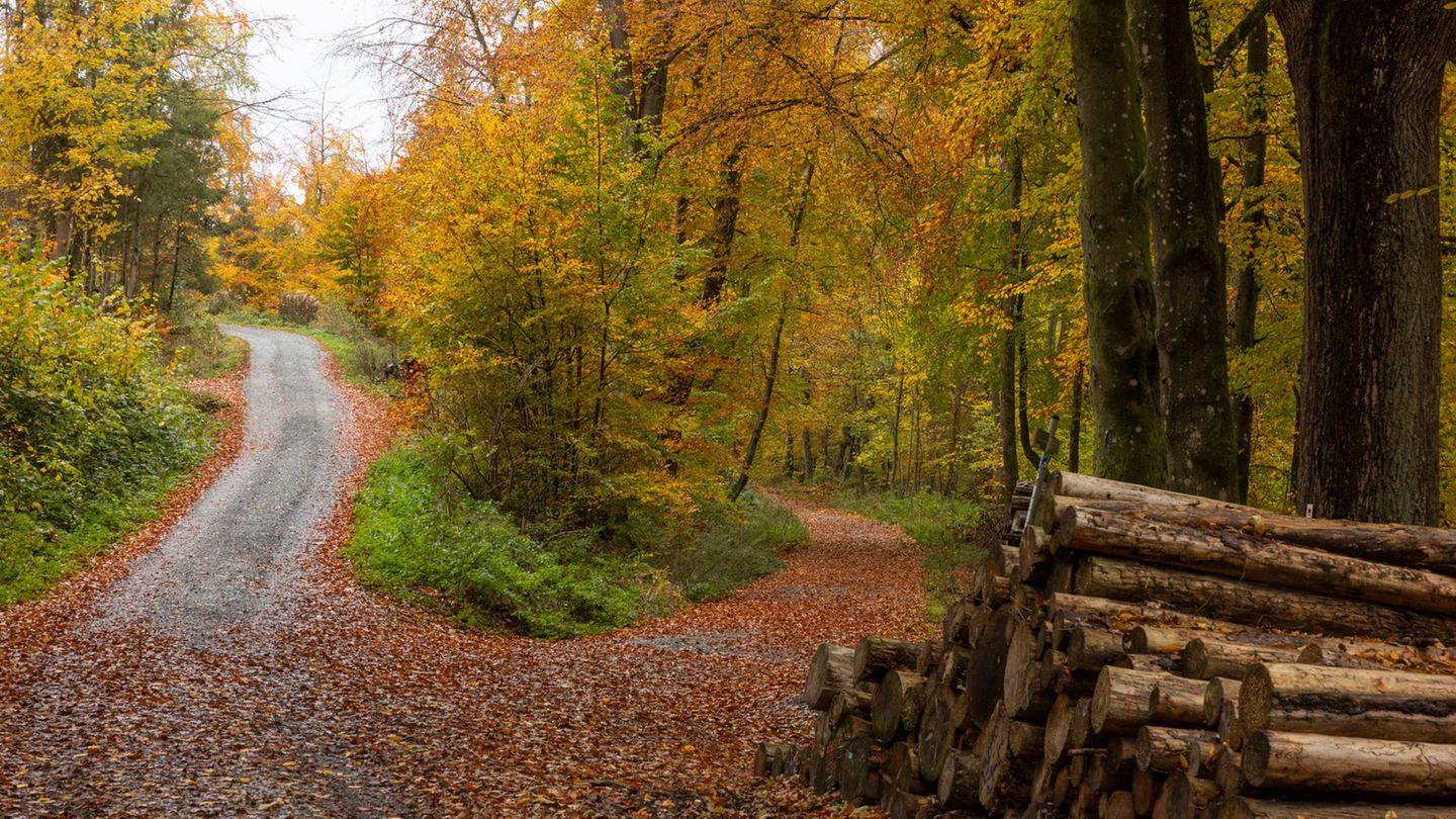Der Deutsche Wetterdienst zieht Bilanz zum Herbst in Hessen. (Symbolbild) Foto: Helmut Fricke/dpa