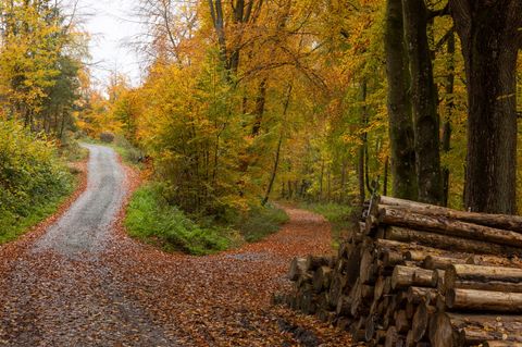 Der Deutsche Wetterdienst zieht Bilanz zum Herbst in Hessen. (Symbolbild) Foto: Helmut Fricke/dpa