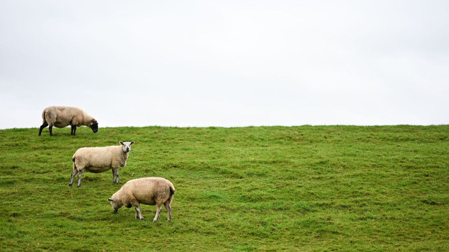 Bislang ist unklar, wem der Hund gehört. (Symbolbild) Foto: Lars Penning/dpa