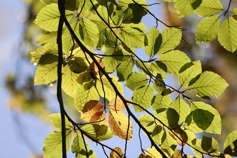 Der Deutsche Wetterdienst hat seine Herbstbilanz für das Saarland veröffentlicht. (Symbolbild) Foto: Matthias Bein/dpa