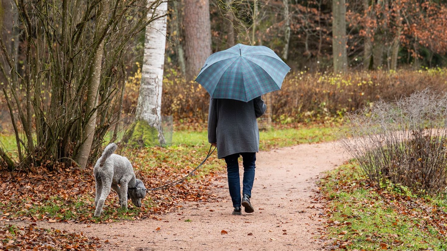 Im Schwarzwald wurden während des Herbstes teils über 500 Liter pro Quadratmeter Niederschlag registriert. (Archivbild) Foto: Si