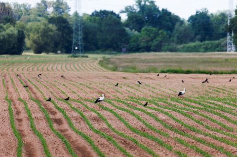 Agrarminister Hauk will Wolf und Biber ins Jagdrecht aufnehmen. Auch die Saatkrähe sei eine Belastung für Landwirte. (Archivbild
