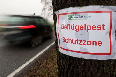 In Mecklenburg-Vorpommern gibt es laut Umweltministerium aktuell rund 12,8 Millionen Enten, Hühner, Gänse, Puten und weitere Gef