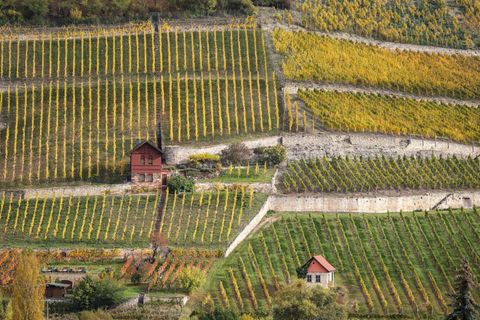 Der Herbst in Sachsen-Anhalt war eher mild. (Symbolbild) Foto: Jan Woitas/dpa