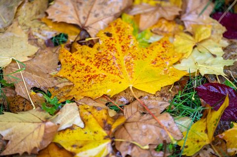 Wie war der Herbst? Nach der Berechnung des Deutschen Wetterdienstes fiel die Jahreszeit mild und sonnig aus. (Symbolbild) Foto: