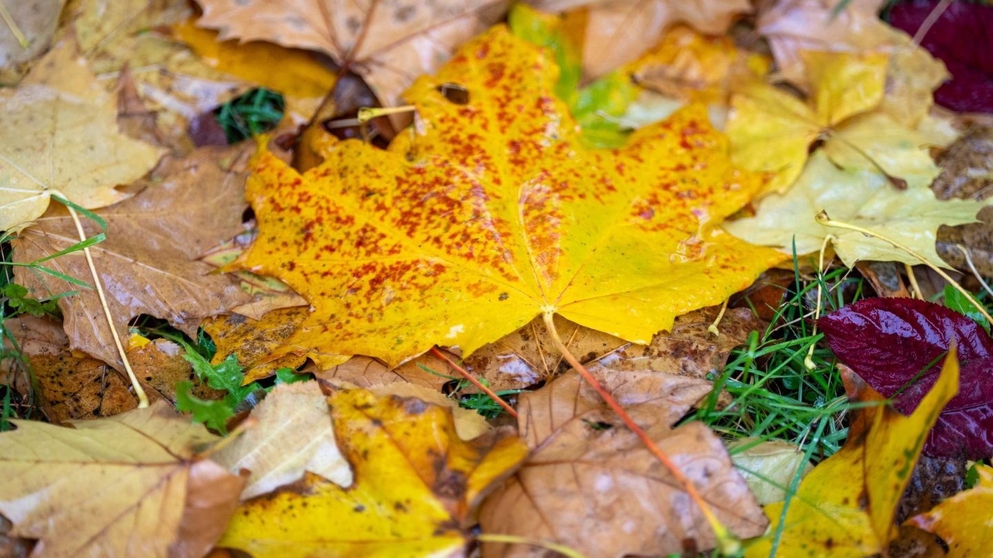 Wie war der Herbst? Nach der Berechnung des Deutschen Wetterdienstes fiel die Jahreszeit mild und sonnig aus. (Symbolbild) Foto: