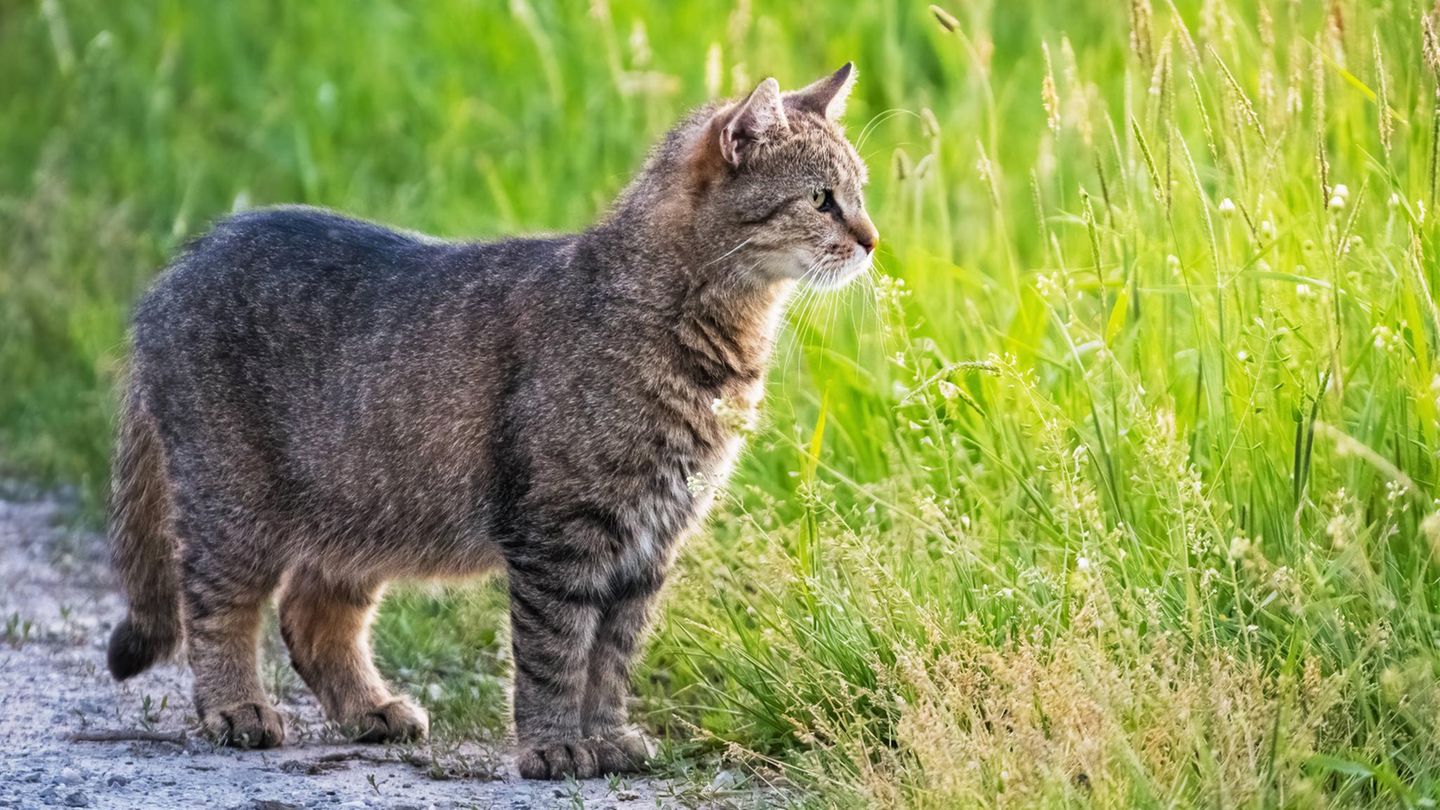Der kleine Schwabbelbauch einer Katze, den wir in diesem Artikel erklären, hat nichts mit Übergewicht zu tun